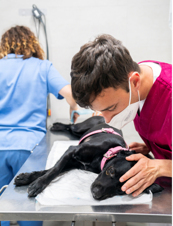 Neurología Veterinaria En Puerto De Sagunto, Valencia - Clínica ...